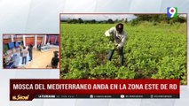 Plagas afectan cultivos en el Este y el Sur del país | El Show del Mediodía