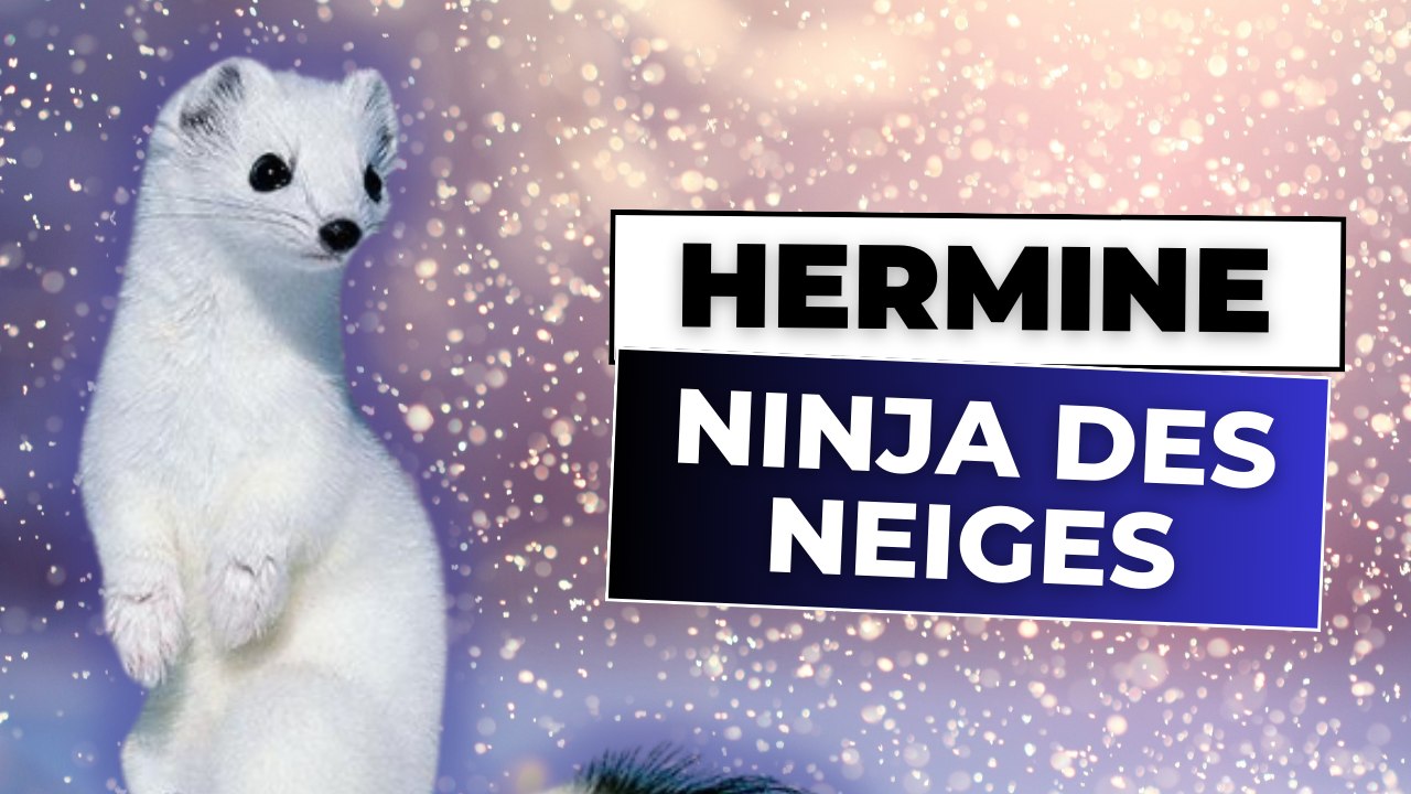 LE SUPERPOUVOIR DE L'HERMINE
