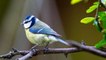 Garden birds in Yorkshire in January 2024 as RSPB launch Big Garden Birdwatch