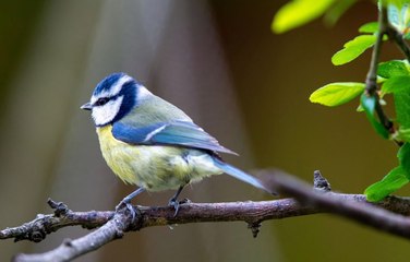 Garden birds in Yorkshire in January 2024 as RSPB launch Big Garden Birdwatch