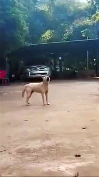 Ce chien est en panne de moteur