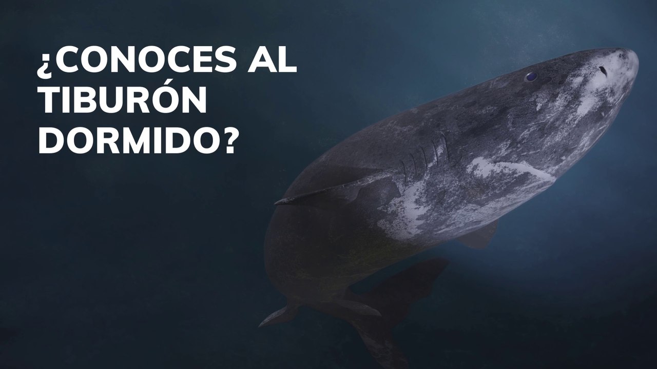 ¿Conoces al tiburón dormido?
