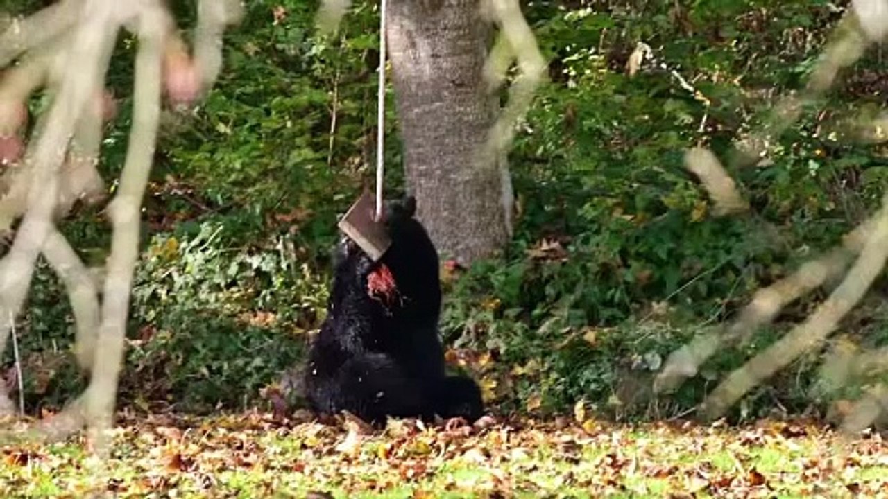 Black Bear Plays With Backyard Swing