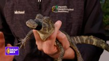 Two New Crocodilian Species at Phoenix Herpetological Sanctuary