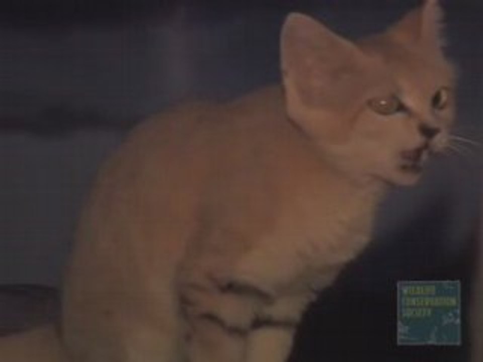 Sand Cats at the Bronx Zoo