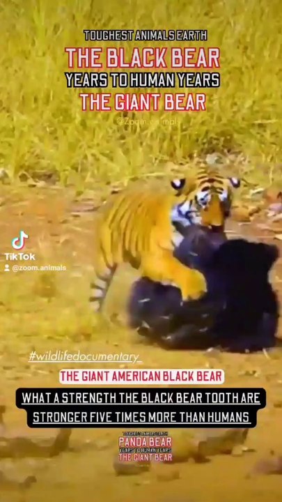 Black bear with white chest, American black bear the giant bear, black bear zero protein, besr black bear diner menu black bear 10mm 1 black bear los lunas 1 black bear lane orono maine 1 black bear lane orono me black bear 1960 black bear 101 black bear