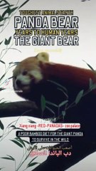 Xiang xiang red pandas zoo palace, red panda sweet bamboo diet, Pand a team leader no mask, the giant red panda bear, pandas birthday tattoo, pandas reserves bamboo gifts, panda don't love his mama, toughest animal earth, panda bamboo diet for a few years