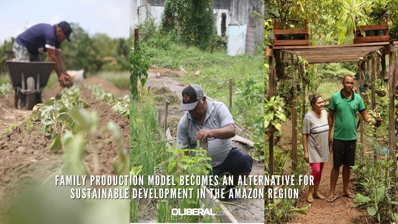 Family production model becomes an alternative for sustainable development in the Amazon region