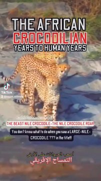 swimming with a Nile crocodilian, the beast Nile crocodile roaring, nile crocodile florida boots strength and speed #nileshbagul #nileshbagul #nileshbagul #nile #niles #niloyalamgir #nilesh25 #nilecrocodiles #crocodile florida #nile crocodile roar #nil