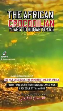 swimming with a Nile crocodilian, a huge storm muscular tail #nileshbagul #nileshbagul #nileshbagul #nile #niles #niloyalamgir #nilesh25 #nilecrocodiles #crocodile florida #nile crocodile roar #nile crocodile