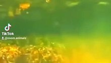 swimming with a Nile crocodilian, a  huge storm muscular tail #nileshbagul #nileshbagul #nileshbagul #nile #niles #niloyalamgir #nilesh25 #nilecrocodiles   #crocodile florida #nile crocodile roar #nile crocodile