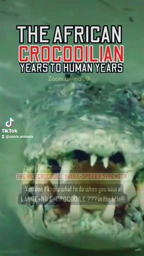 nile crocodile florida roaring, a crocodile short legs, reproduction of the nile crocodile florida , nile crocodile the armored tanks of Africa #nileshbagul #nileshbagul #nileshbagul #nile #niles #niloyalamgir #nilesh25 #nilecrocodiles #crocodile