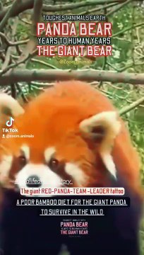 red panda fox tattoo, red fox lifestyle, snow leopard hunting ibex #animal #yakfight #bigcat #nature #deosainationalpark #snowleopard #yaks #yaksha #yaksharuthlessoperations #yakshas #redfoxsquirrel #redfoxtherian #