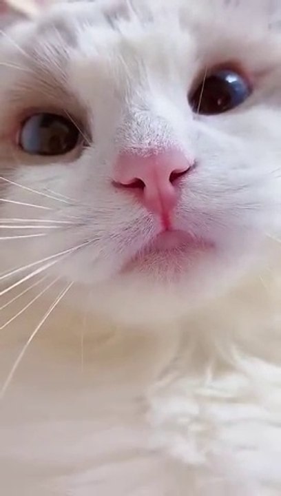 #shorts cat meme & kitten (tik tok video] - funny cats meow baby cute compilation [cat-cash home)