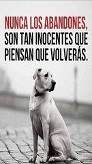 * Abandono y esperanza: El impacto en los corazones inocentes