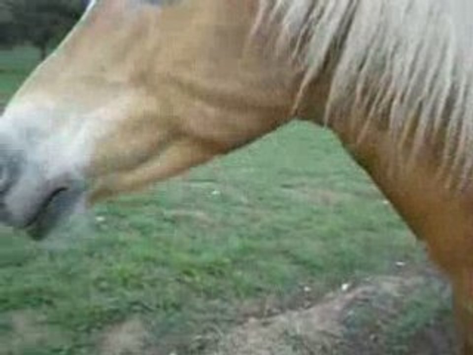 Balade liberté a pied et monté