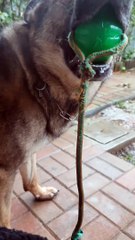 German Shepherd Chomps The Air