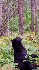 Bear Dances On Broken Branch