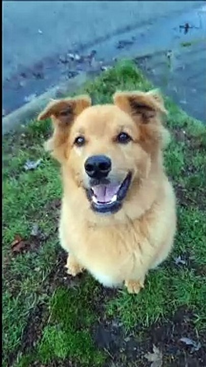 finn, cão