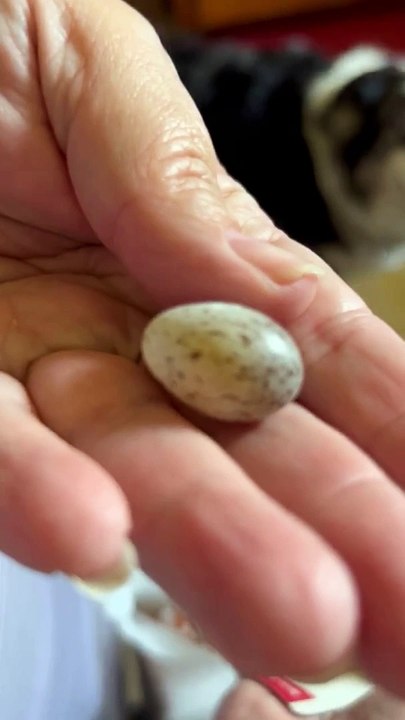Bird Egg