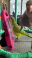 Parrots Chat With Virtual Friends