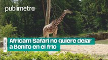 Africam Safari no quiere dejar a Benito en el frío: ‘Podemos darle una familia’