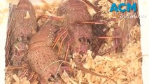 $240,000 worth of smuggled Australian lobsters incepted in Hong Kong