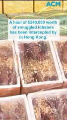 $240,000 worth of smuggled Australian lobsters incepted in Hong Kong