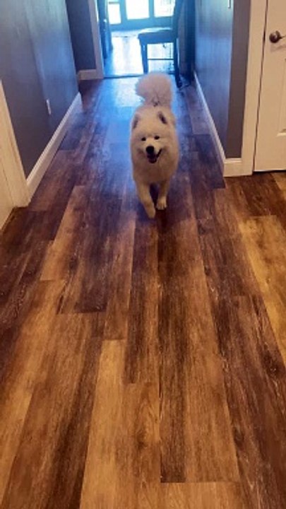 Fluffy Dog Takes a Fall