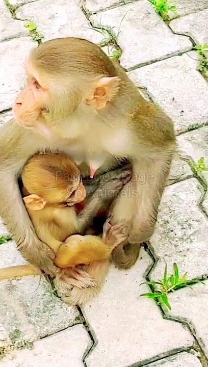 Mankey Funny Moments, Animals Video, Funny Animal's New Video, Bandar, Dog Fight Viral Video #Animals#Mankeyvideo