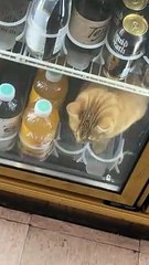 Bodega Cat Chills Out