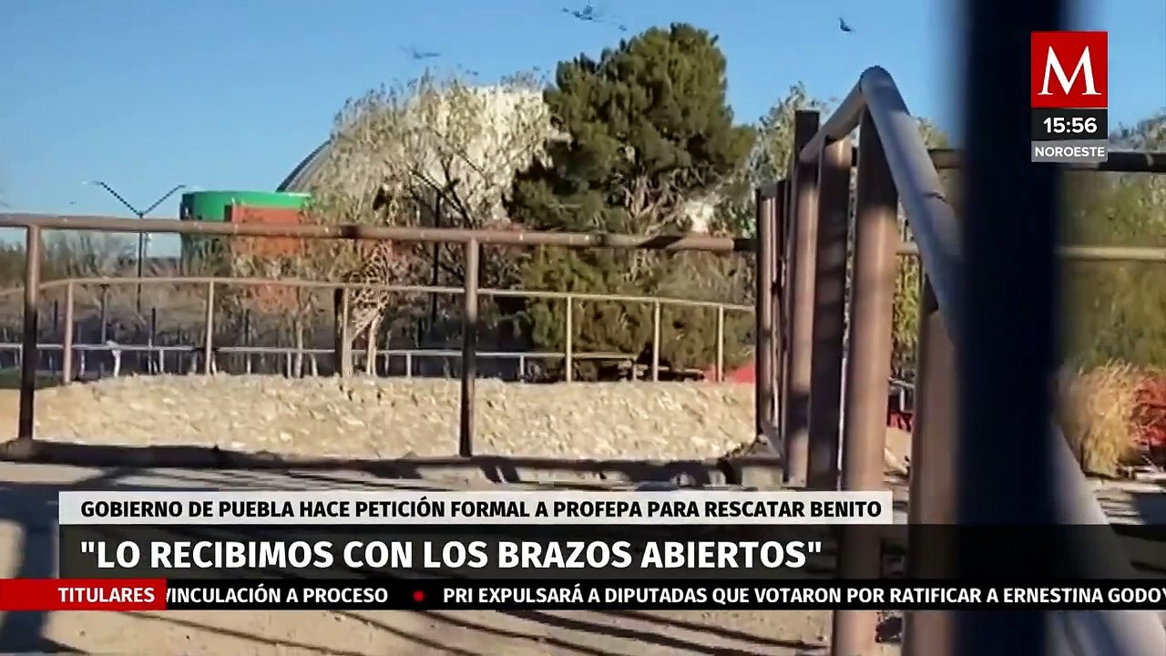 Gobierno de Puebla busca trasladar a la jirafa Benito con el apoyo de la PROFEPA