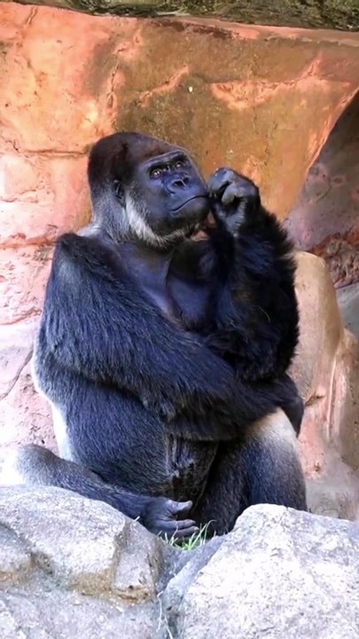 I am mr. lonely, I have nobody #funnyanimal #mrlonely #petlover