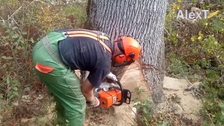 Incredible Fastest Chainsaw Machines Cutting Tree Skills, Dangerous Tree Felling Down Skill Work