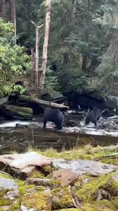 Black Bear Runs After Losing A Fish Fight