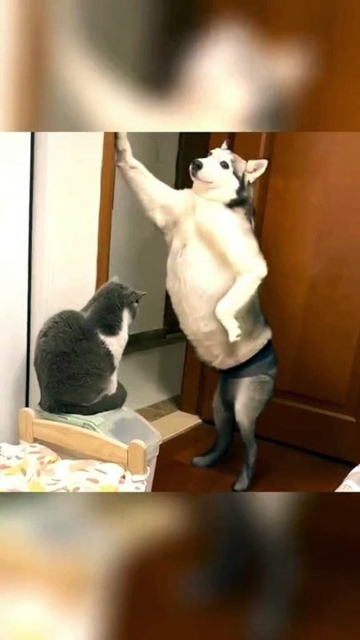 Dogs Bust a Gangnam Move in Tight Shorts! 