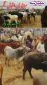 New sahiwal bull update | bull price | Pakistani Bull | Mandi iqbal nagar