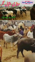 New sahiwal bull update | bull price | Pakistani Bull | Mandi iqbal nagar