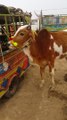 beautiful Sahiwal bull | Pakistan animals | bull price | punjabi News kassowal