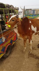 beautiful Sahiwal bull | Pakistan animals | bull price | punjabi News kassowal