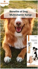 Benefits of Dog Multivitamin Syrup