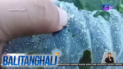 Ilang tanim na gulay sa Atok, Benguet, tinamaan ng andap o frost | BT