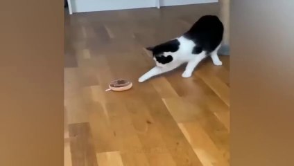 New Funny Videos 2023  Cutest Cats and Dogs