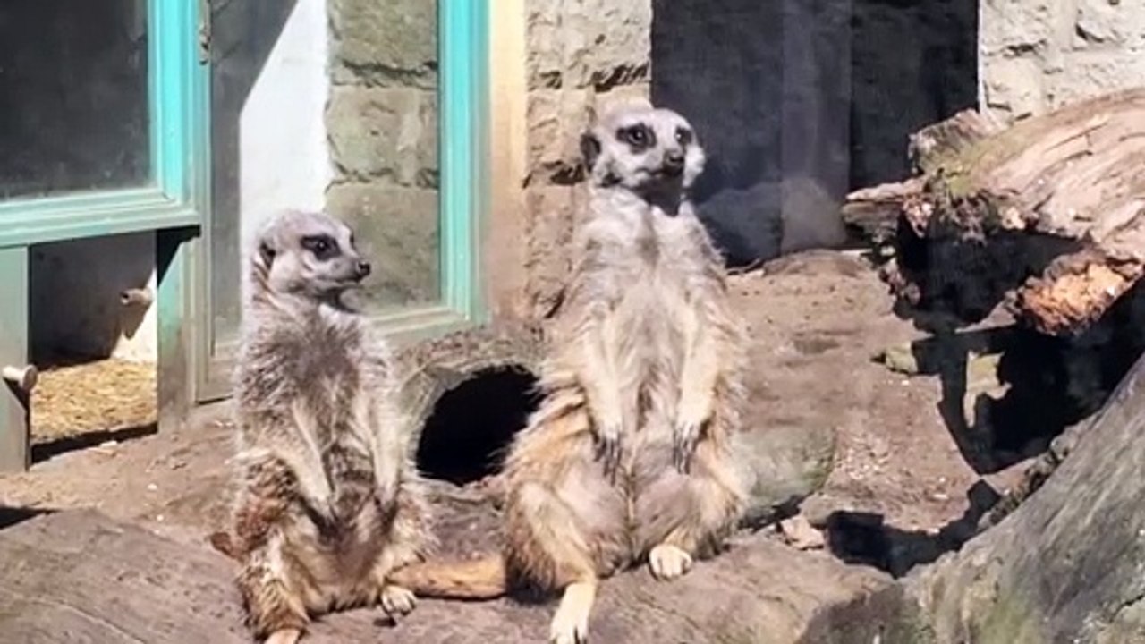 Schildkröten-Sex im Zoo