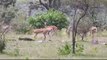 Watch video for the first time: Chital and deer brought here for leopa