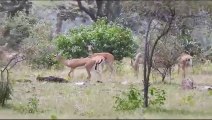 Watch video for the first time: Chital and deer brought here for leopa