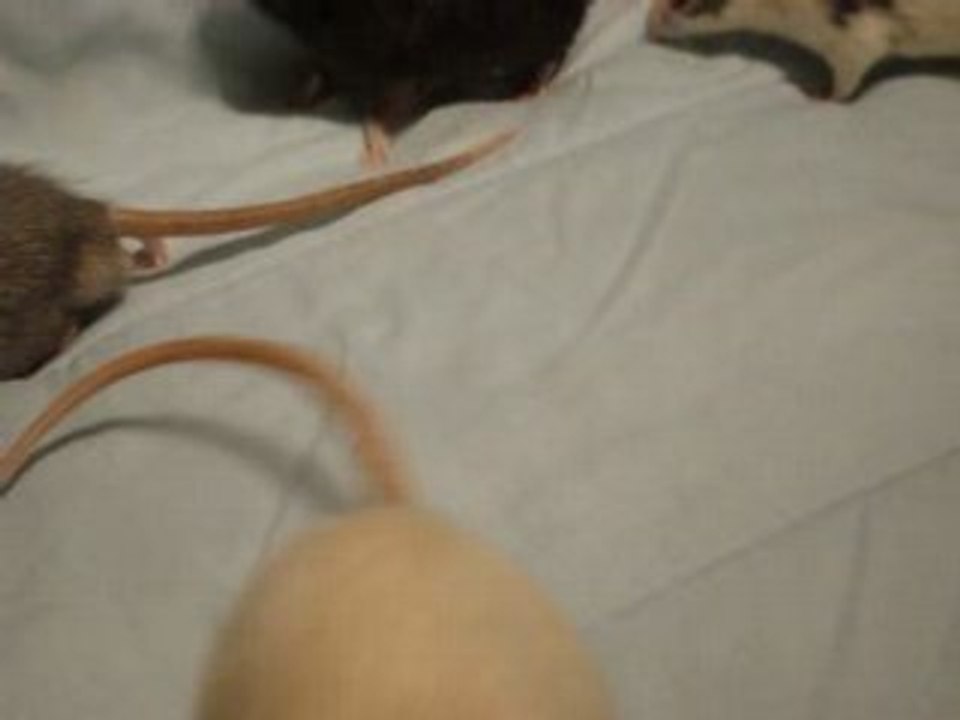 MOV00293