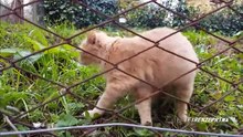 Gatto  che vuole le coccole