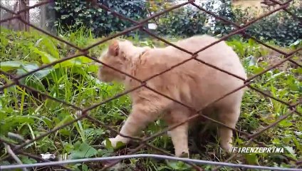 Gatto  che vuole le coccole
