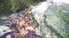 Lucertola rimasta intrappolata